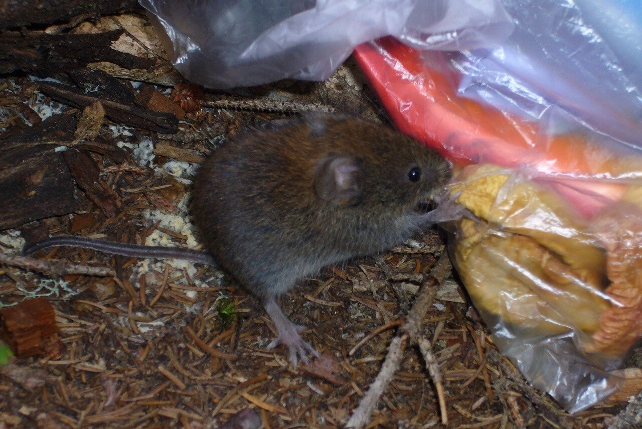 maus-4.jpg